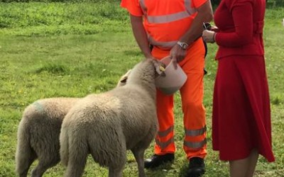 Bundestagsabgeordnete Gitta Connemann informiert sich über Naturschutzprojekt der Samtgemeinde Lathen