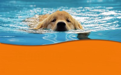 „Hund im Freibad“ am 22.09.2018 von 11.00 Uhr bis 16.00 Uhr