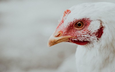 Ab sofort Stallpflicht auch im Emsland