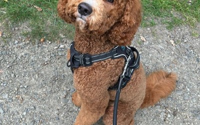 Leinenpflicht für Hunde in Niedersachsen