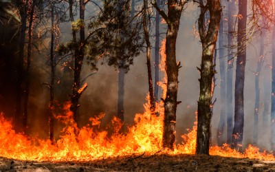 Erhöhte Waldbrandgefahr im Emsland